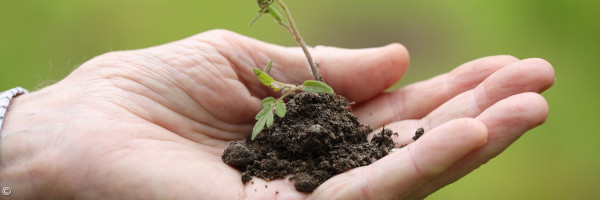 Pflänzchen in Erde in einer Hand